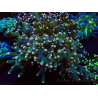 WYSIWYG Euphyllia paradivisa (Mariculture acclimaté sous LED) 10G4