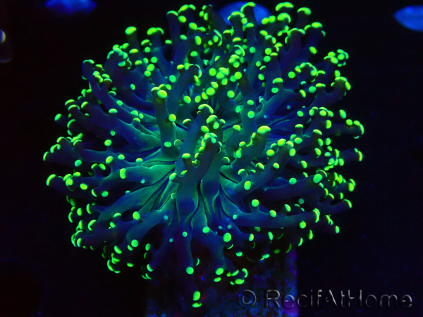 WYSIWYG Euphyllia paradivisa (Mariculture acclimaté sous LED) 10J8