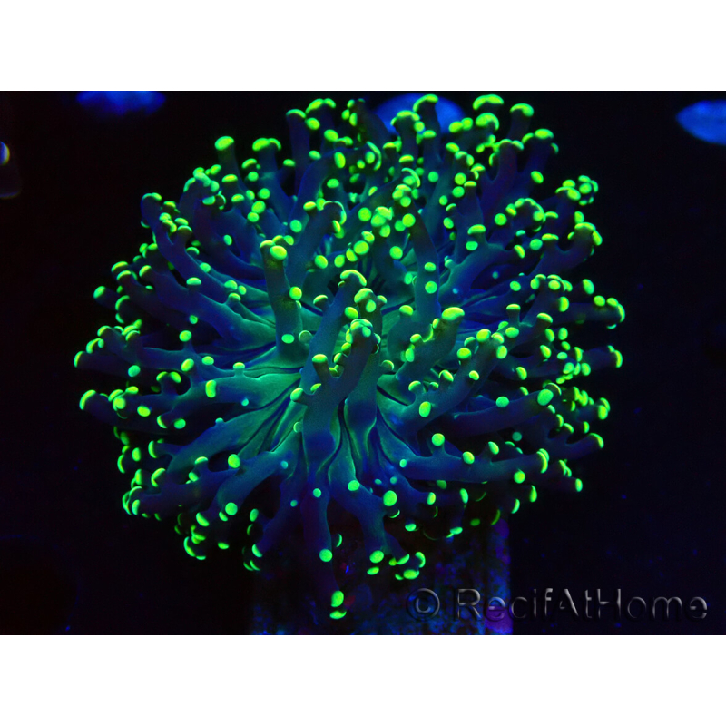 WYSIWYG Euphyllia paradivisa (Mariculture acclimaté sous LED) 10G8