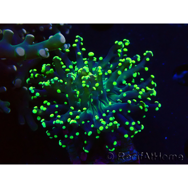WYSIWYG Euphyllia paradivisa (Unter LED beleuchtete Marikultur-akklimatisiert)