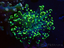 WYSIWYG Euphyllia paradivisa (Maricoltura acclimatata sotto LED)
