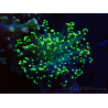 WYSIWYG Euphyllia paradivisa (Unter LED beleuchtete Marikultur-akklimatisiert)