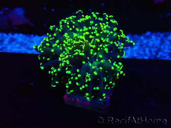 WYSIWYG Euphyllia paradivisa (Maricultura aclimatada bajo LED)