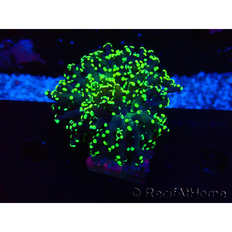 WYSIWYG Euphyllia paradivisa (Mariculture acclimated under LED)