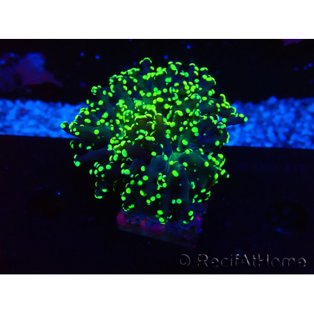 WYSIWYG Euphyllia paradivisa (Mariculture acclimaté sous LED)