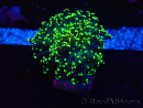 WYSIWYG Euphyllia paradivisa (Mariculture acclimaté sous LED)