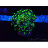 WYSIWYG Euphyllia paradivisa (Mariculture acclimated under LED)