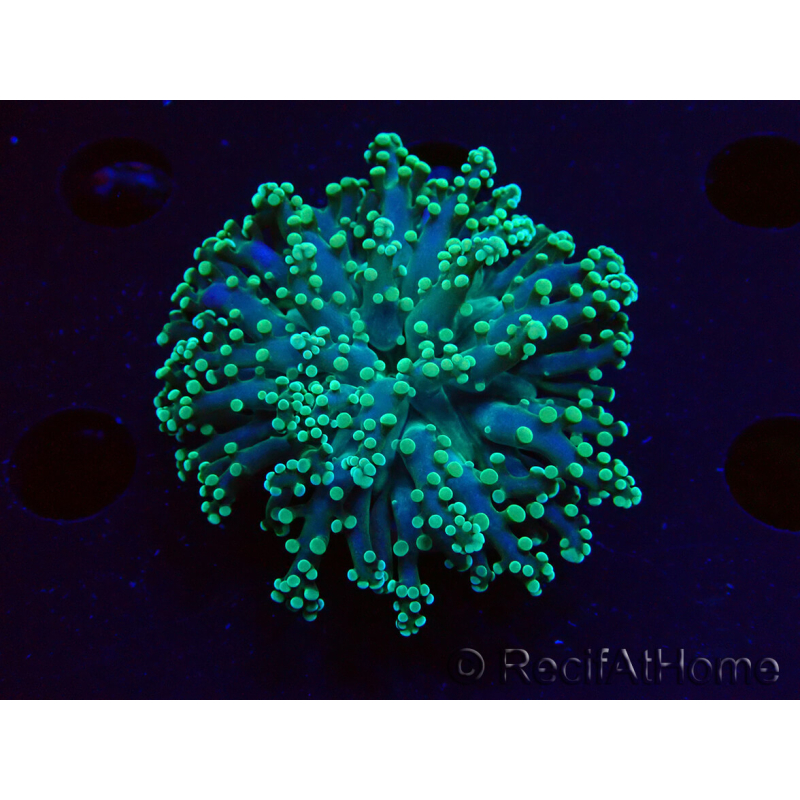 WYSIWYG Euphyllia yaeyamaensis (Mariculture acclimaté sous LED) 10I1