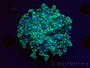 WYSIWYG Euphyllia yaeyamaensis (Maricoltura acclimatata sotto LED) 10I1