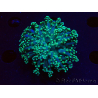 WYSIWYG Euphyllia yaeyamaensis (Mariculture acclimated under LED) 10I1