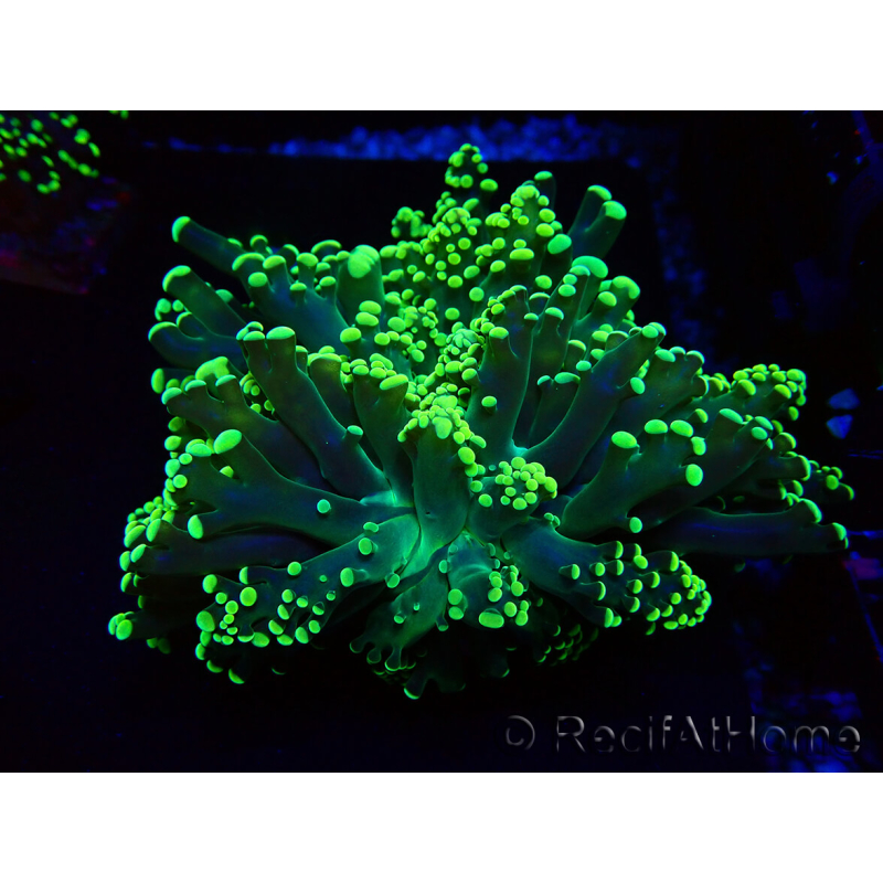 WYSIWYG Euphyllia yaeyamaensis (Marikultur unter LED eingewöhnt) 10I3