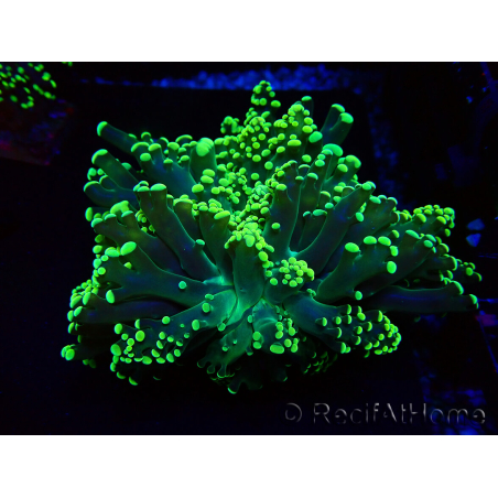 WYSIWYG Euphyllia yaeyamaensis (Mariculture acclimaté sous LED) 10I3