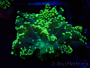 WYSIWYG Euphyllia yaeyamaensis (Mariculture acclimaté sous LED) 10I3