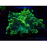 WYSIWYG Euphyllia yaeyamaensis (Mariculture acclimaté sous LED) 10I3