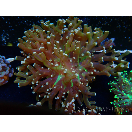 WYSIWYG Euphyllia paradivisa (Mariculture acclimaté sous LED) 10J2