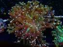 WYSIWYG Euphyllia paradivisa (Mariculture acclimaté sous LED) 10J2