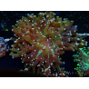 WYSIWYG Euphyllia paradivisa (Mariculture acclimaté sous LED) 10J2