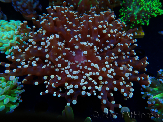 WYSIWYG Euphyllia paradivisa (Mariculture acclimaté sous LED) 10J3