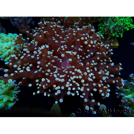 WYSIWYG Euphyllia paradivisa (Mariculture acclimaté sous LED) 10J3