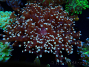 WYSIWYG Euphyllia paradivisa (Mariculture acclimaté sous LED) 10J3
