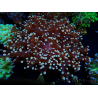 WYSIWYG Euphyllia paradivisa (Mariculture acclimaté sous LED) 10J3