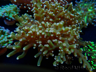 WYSIWYG Euphyllia paradivisa (Mariculture acclimaté sous LED) 10J4