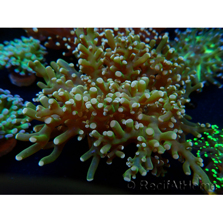 WYSIWYG Euphyllia paradivisa (Maricoltura acclimatata sotto LED) 10J4