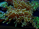 WYSIWYG Euphyllia paradivisa (Maricoltura acclimatata sotto LED) 10J4