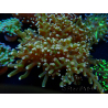 WYSIWYG Euphyllia paradivisa (Mariculture acclimaté sous LED) 10G4