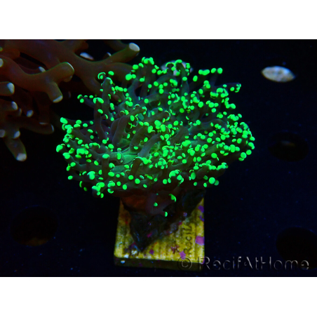 WYSIWYG Euphyllia paradivisa (Mariculture acclimaté sous LED) 10J8