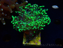 WYSIWYG Euphyllia paradivisa (Mariculture acclimaté sous LED) 10J8