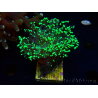 WYSIWYG Euphyllia paradivisa (Mariculture acclimaté sous LED) 10J8