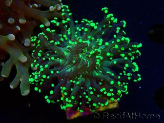 WYSIWYG Euphyllia paradivisa (Mariculture acclimaté sous LED)