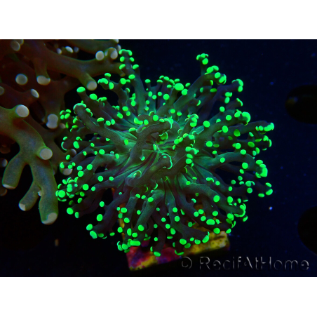 WYSIWYG Euphyllia paradivisa (Unter LED beleuchtete Marikultur-akklimatisiert)