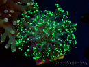 WYSIWYG Euphyllia paradivisa (Mariculture acclimaté sous LED)