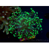 WYSIWYG Euphyllia paradivisa (Unter LED beleuchtete Marikultur-akklimatisiert)