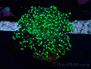 WYSIWYG Euphyllia paradivisa (Mariculture acclimaté sous LED)
