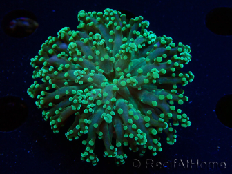 WYSIWYG Euphyllia yaeyamaensis (Maricoltura acclimatata sotto LED) 10I1