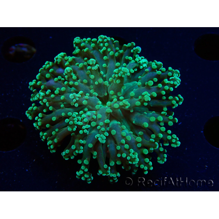 WYSIWYG Euphyllia yaeyamaensis (Maricultura aclimatada bajo LED) 10I1