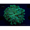 WYSIWYG Euphyllia yaeyamaensis (Mariculture acclimaté sous LED) 10I1