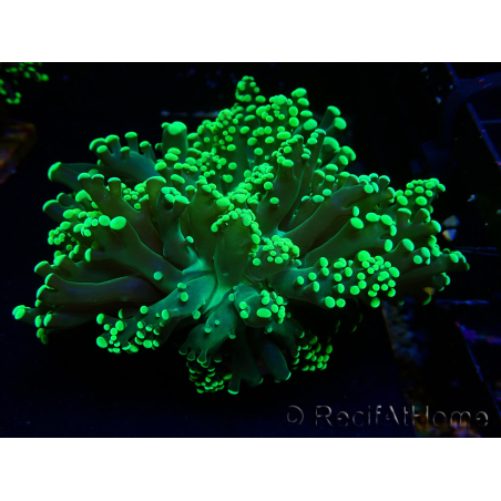 WYSIWYG Euphyllia yaeyamaensis (Maricultura acclimatata sotto LED) 10I3