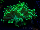 WYSIWYG Euphyllia yaeyamaensis (Maricultura acclimatata sotto LED) 10I3