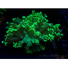 WYSIWYG Euphyllia yaeyamaensis (Mariculture acclimaté sous LED) 10I3