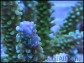 Acropora Cytherea sp vert violet taille S