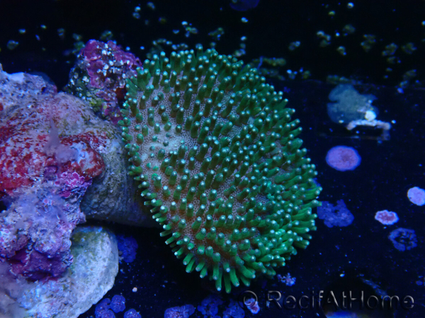 WYSIWYG Sarcophyton sp 25
