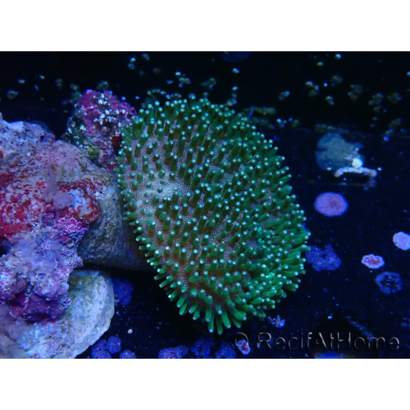WYSIWYG Sarcophyton