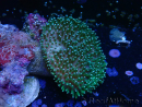 WYSIWYG Sarcophyton sp 25