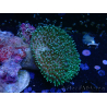 WYSIWYG Sarcophyton