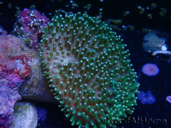 WYSIWYG Sarcophyton sp 25