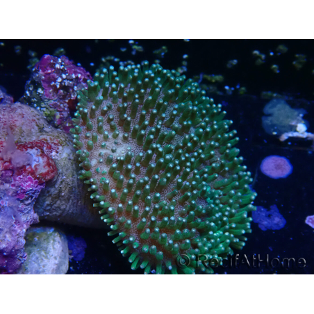 WYSIWYG Sarcophyton